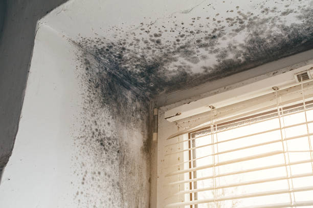 Affordable Mold Removal solutions in Hamilton, VA